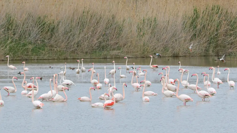 Greater flamingos in the Molentargius Saline park